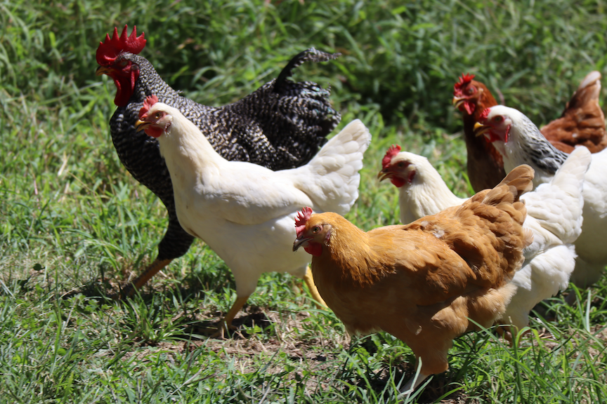 A Message about Cage-Free Eggs