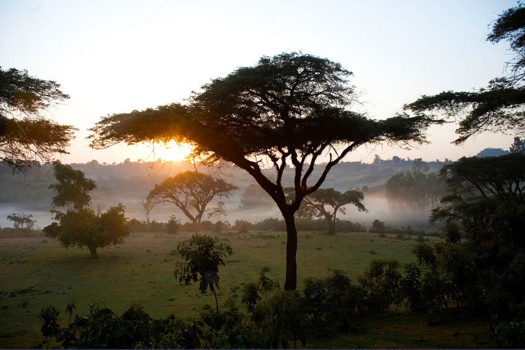 September Spotlight: Ethiopia Biftu Gudina