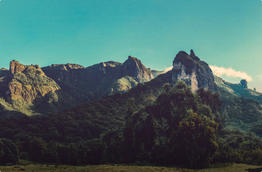 April Spotlight: Ethiopia Hambela Farm Organic