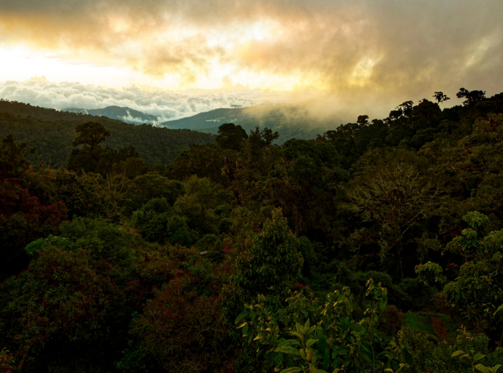ROASTING IN NOVEMBER: COSTA RICA LOS SANTOS HONEY PROCESS MICROLOT