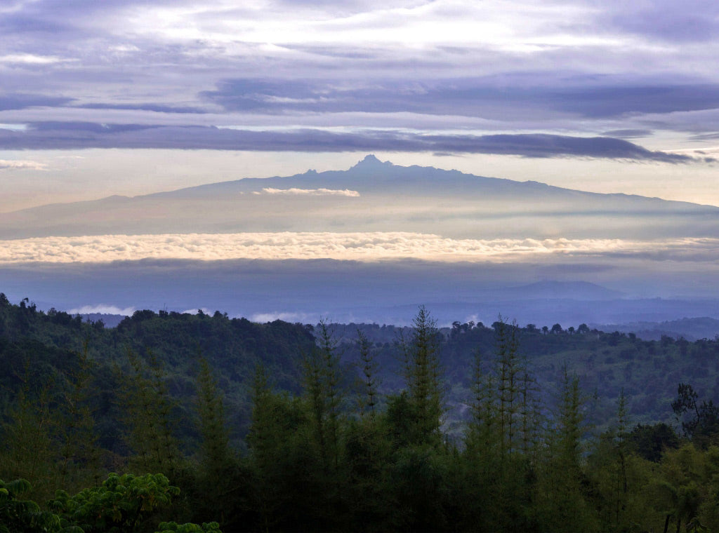 Kenya Kilele: An Elegant, Uplifting Cup