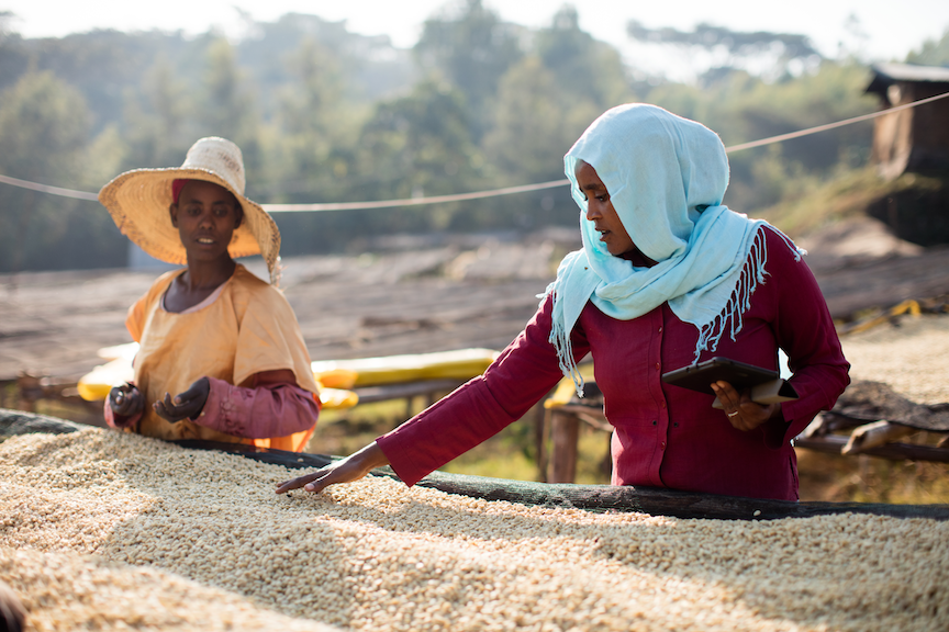 What is a Peaberry?