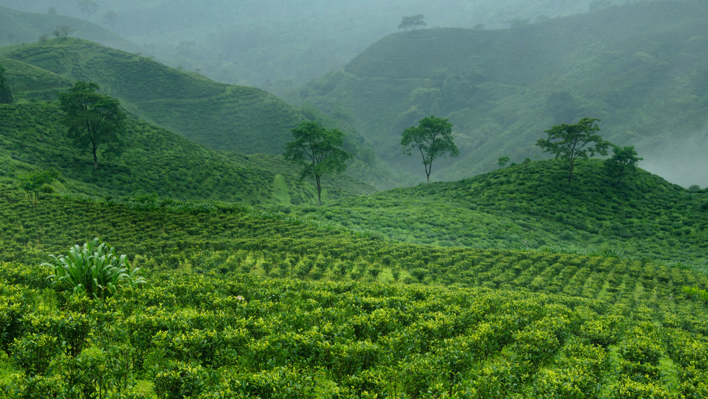 Organic Tea